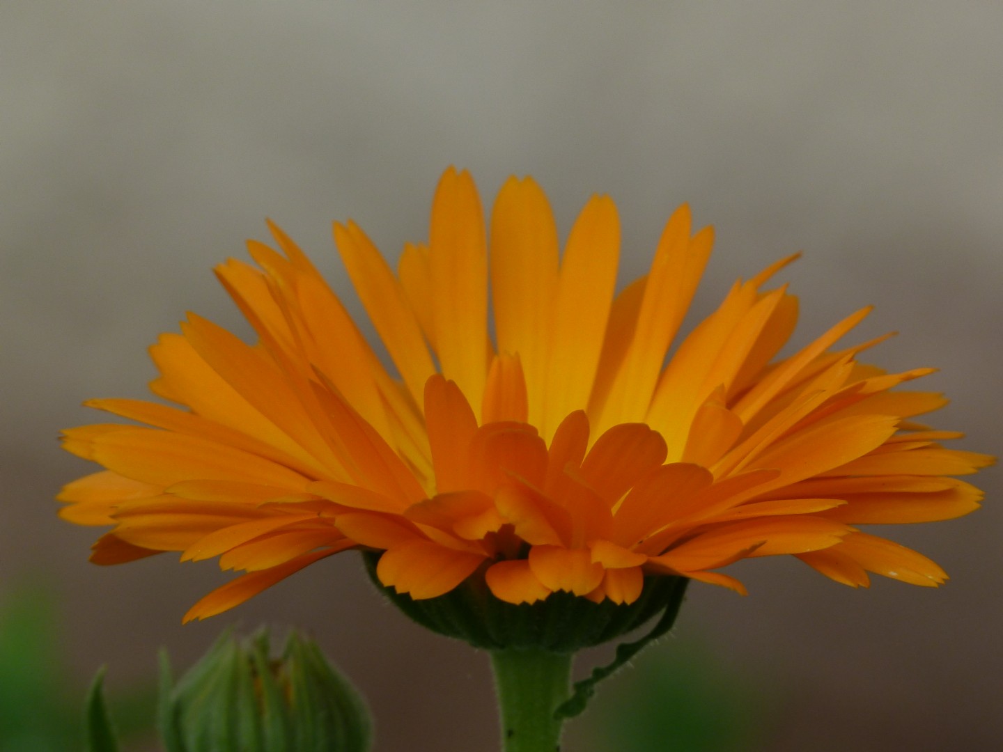 Ringelblume