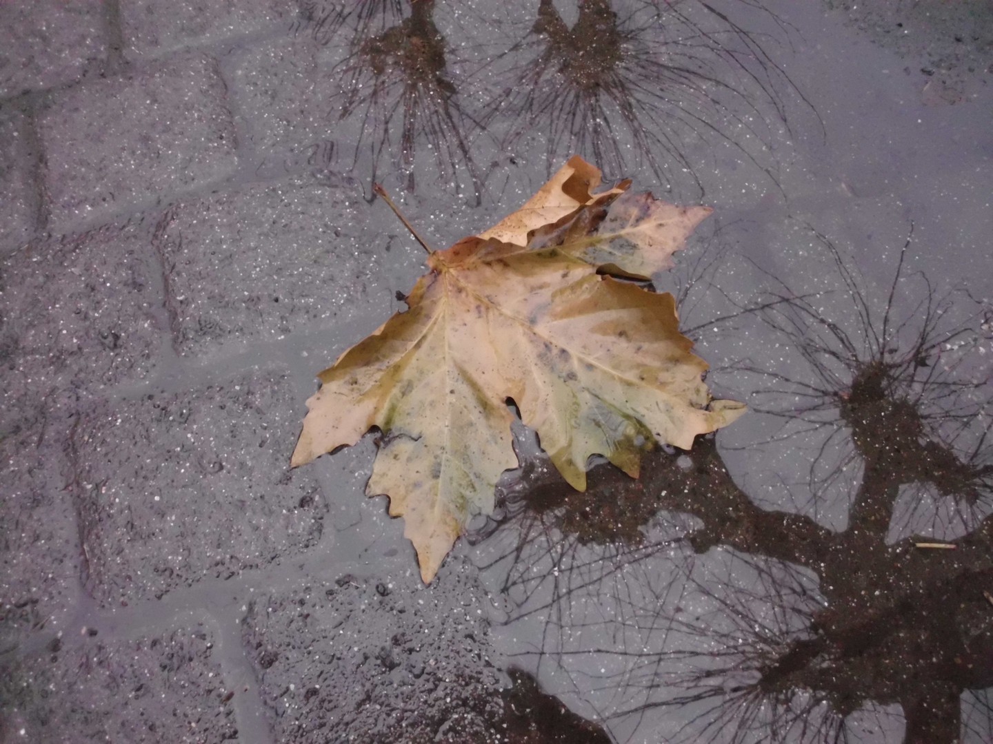 Noch ein Blatt