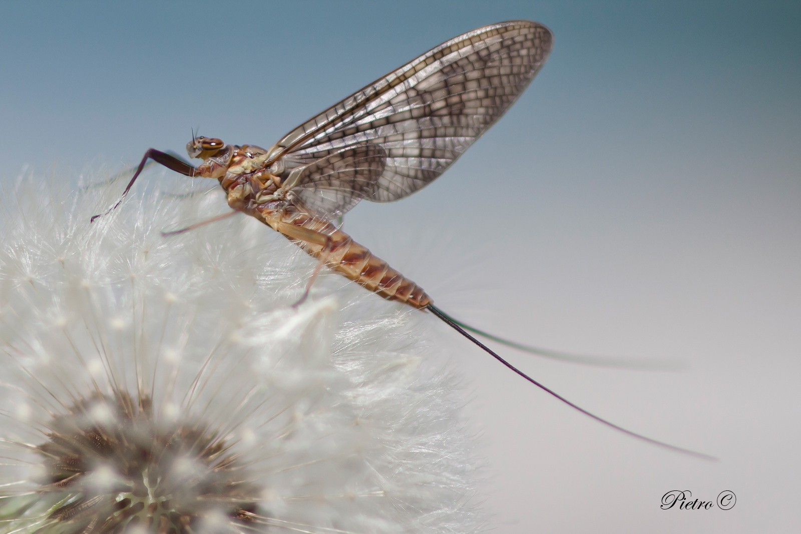Ecdyonurus venosus (femmina)