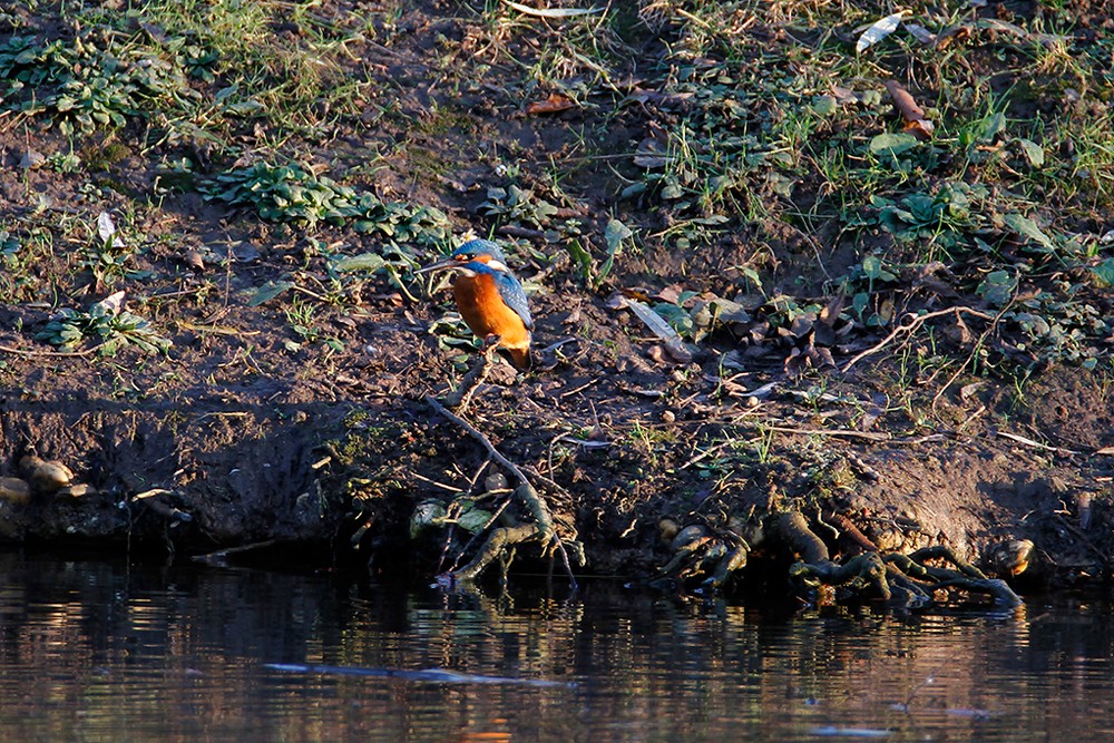 Eisvogel im Abendsonnenlicht