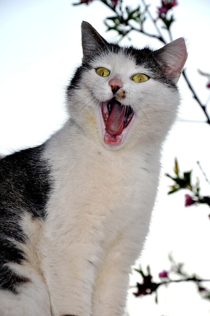 Kitty