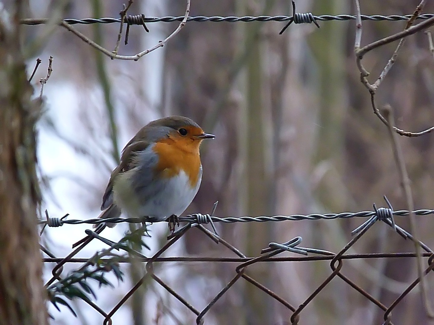 Ich hab da noch ein Rotkelchen