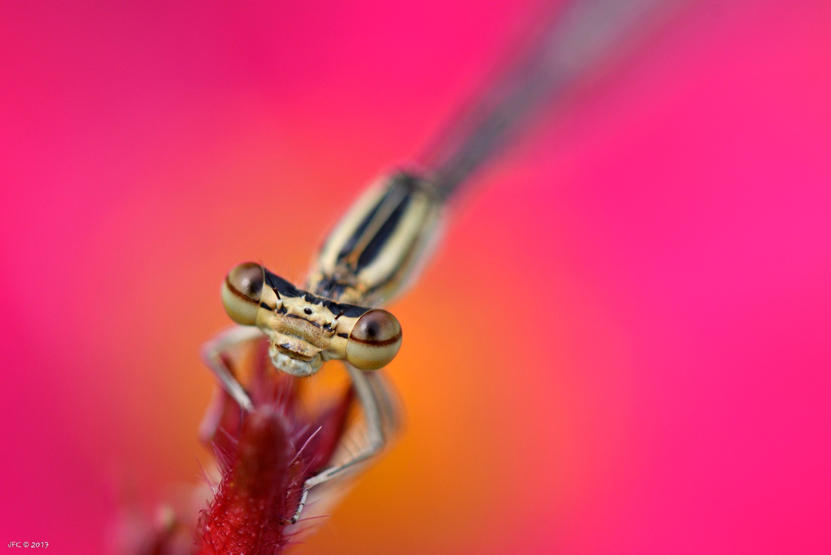 Agrion au repos