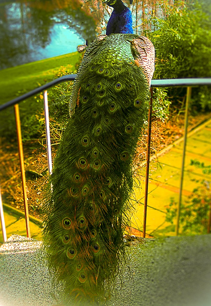 Stolzer Vogel die Zweite