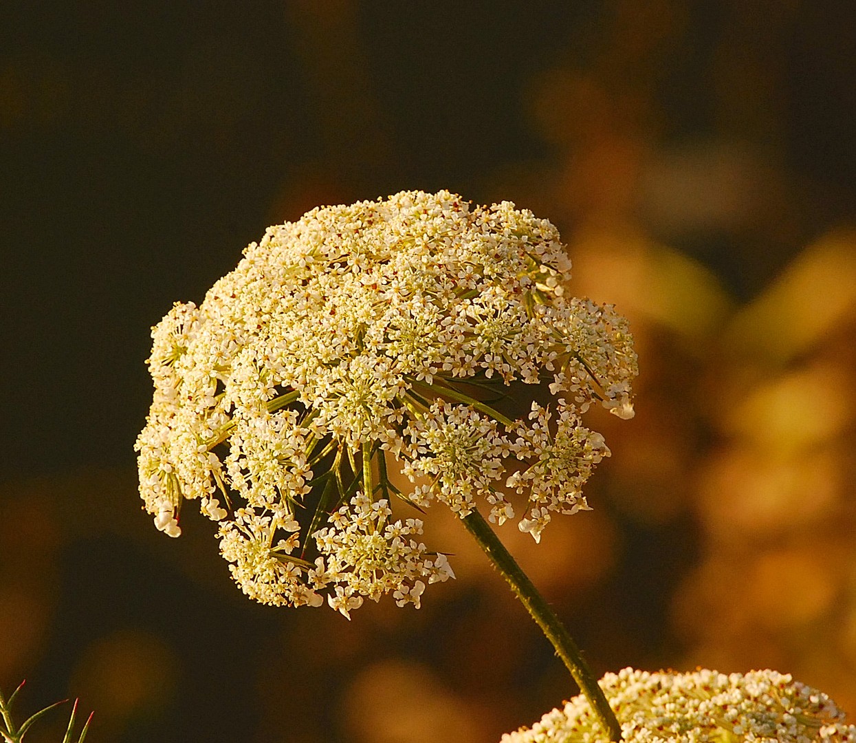 Fleur.