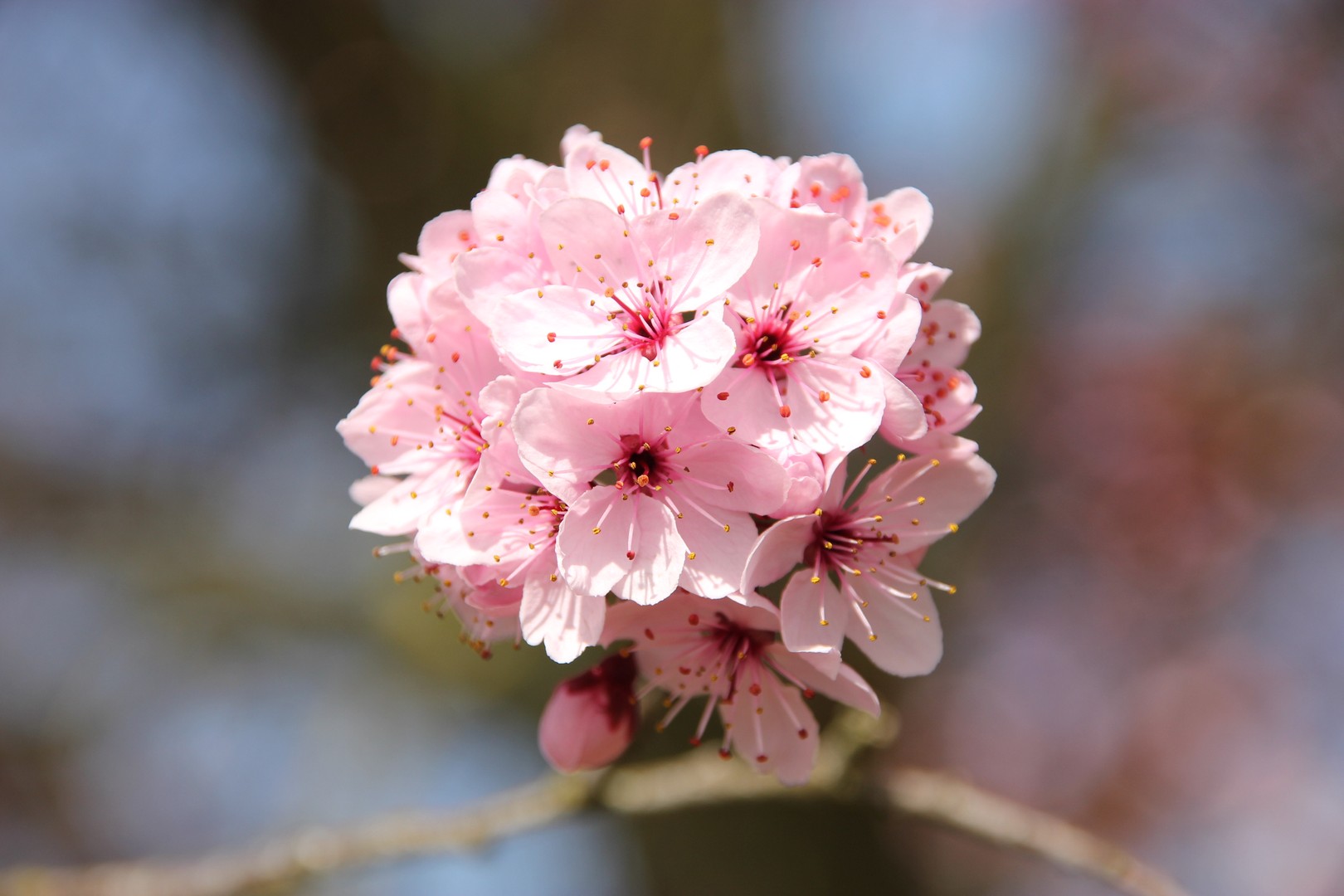 Offene Blüte...