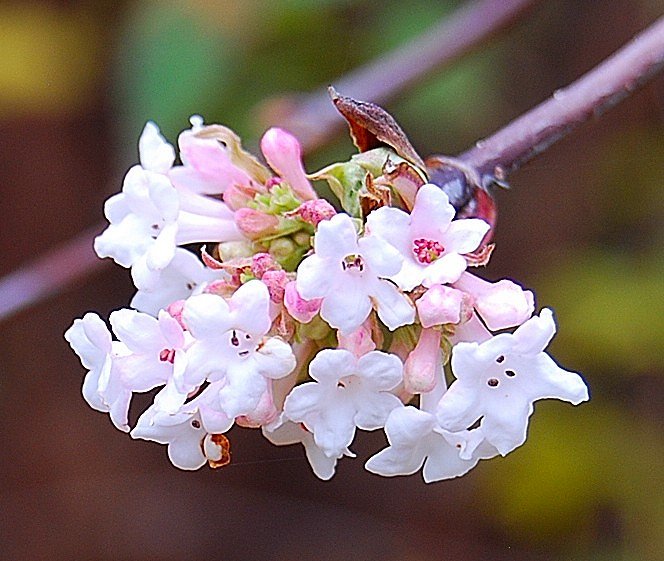 Fleurs.