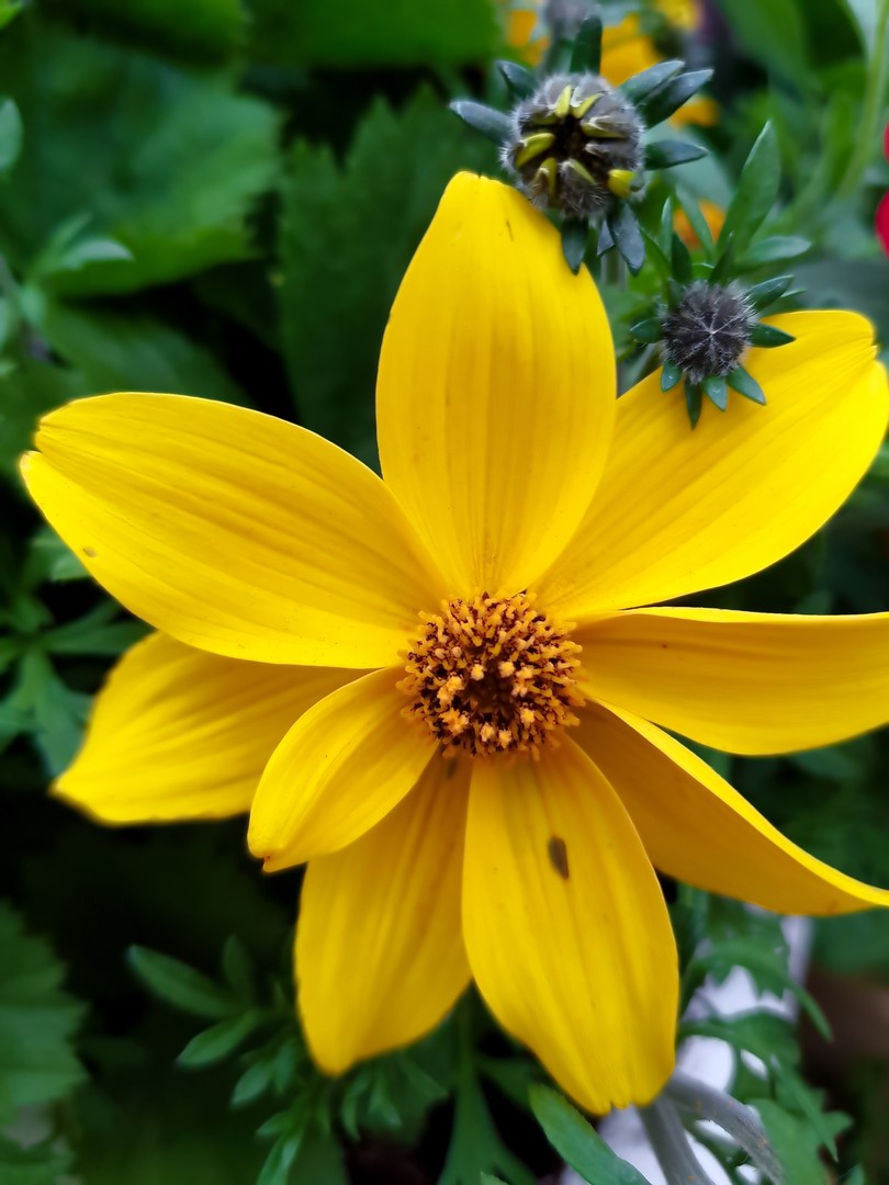 Fleur chez Jardiland