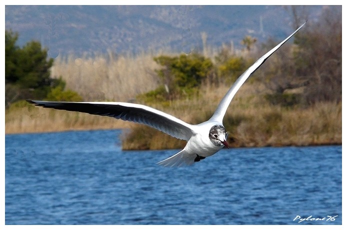 La mouette