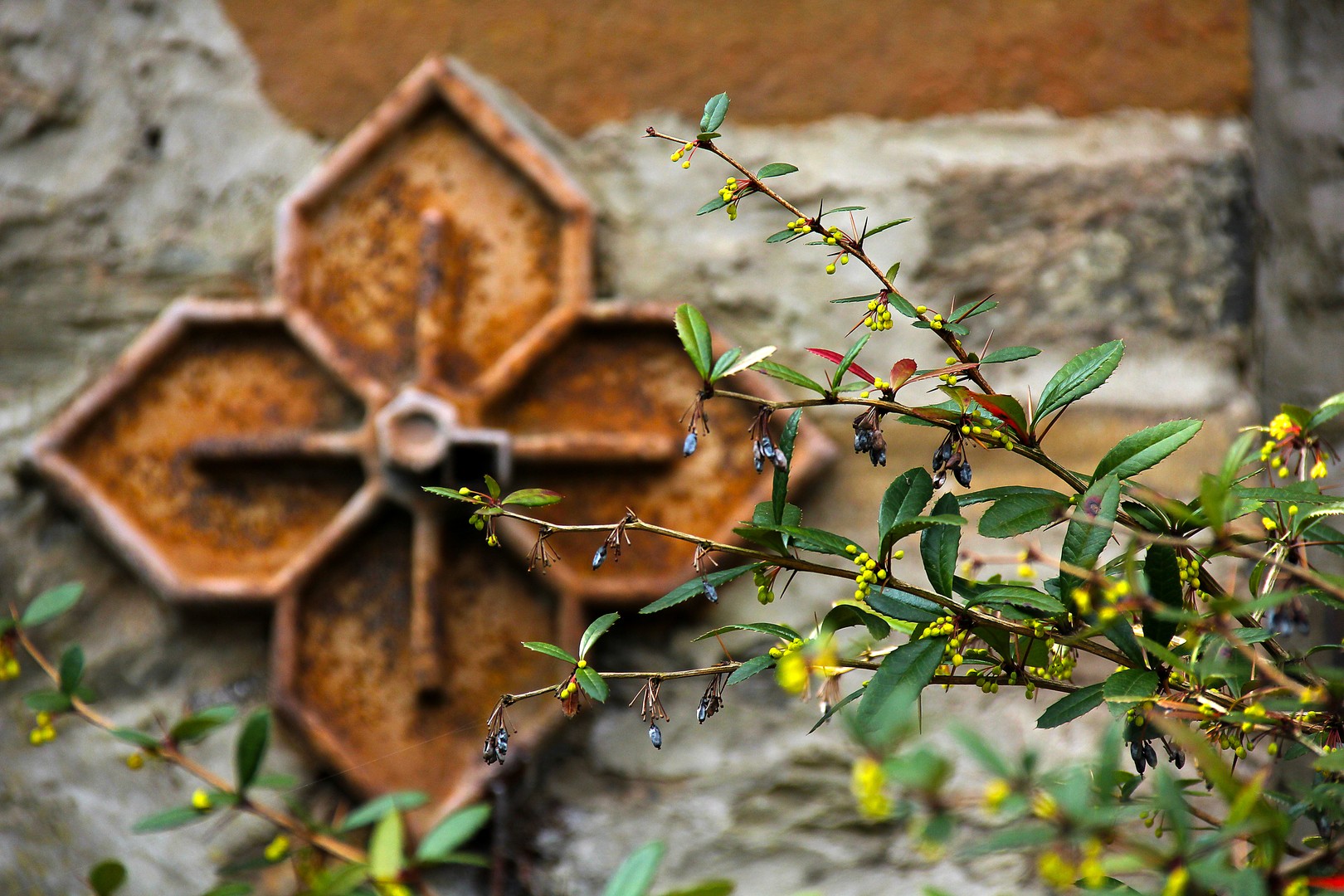 JUNGE PFLANZEN, ALTER STEIN