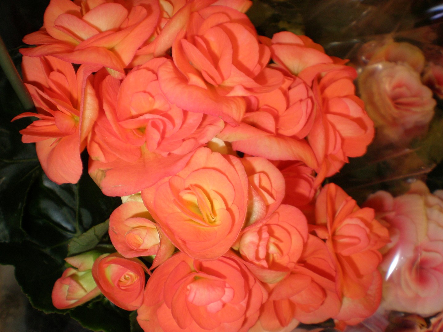 Macro´s effect