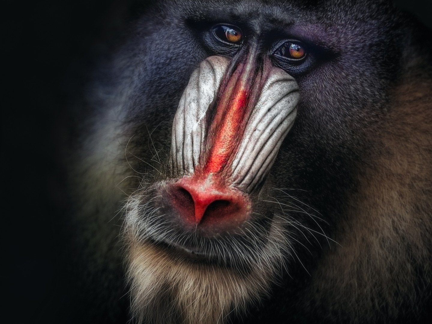 Mandrill