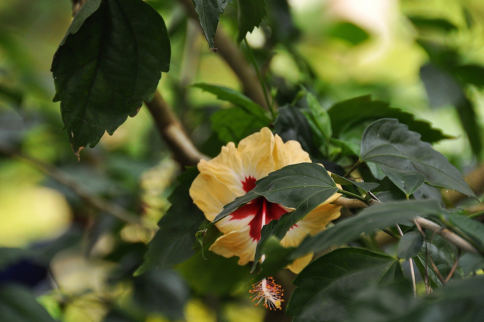 Interesting Hibiscus