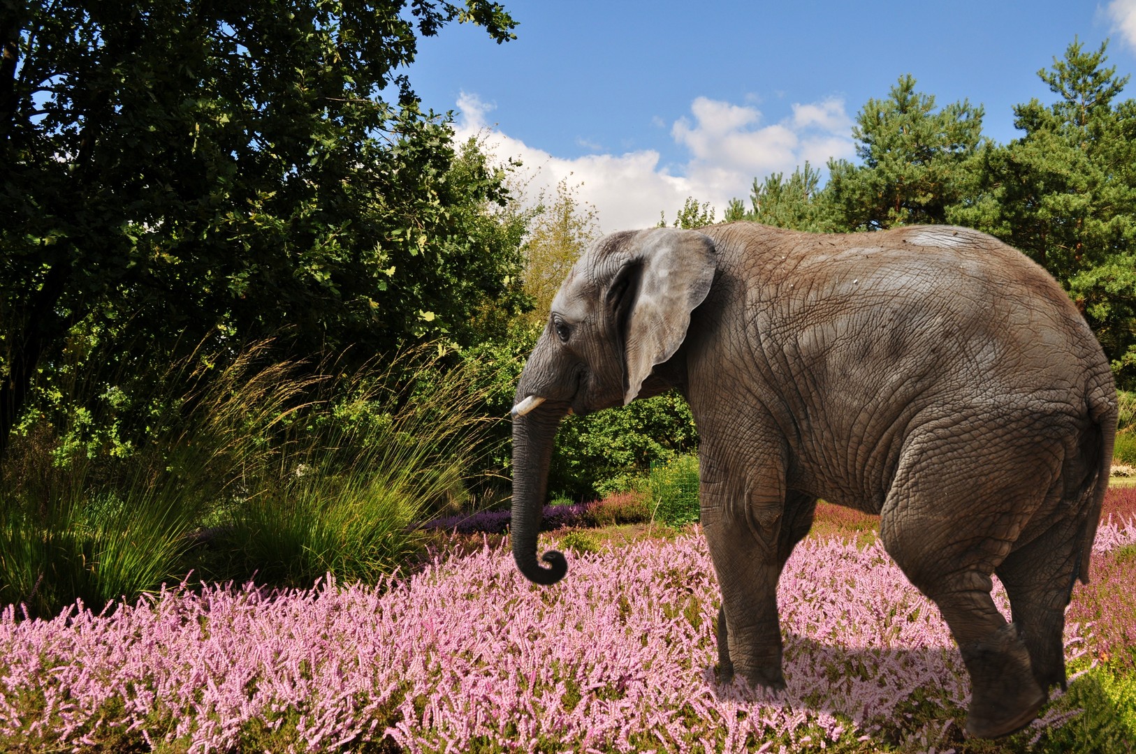 Elefant im Park