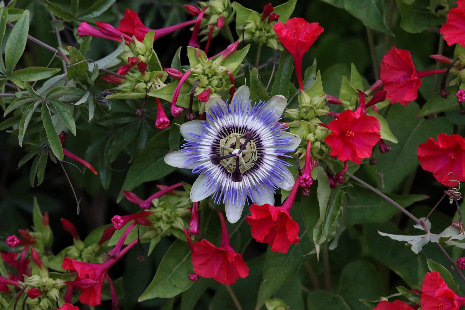 Kampf der Blüten