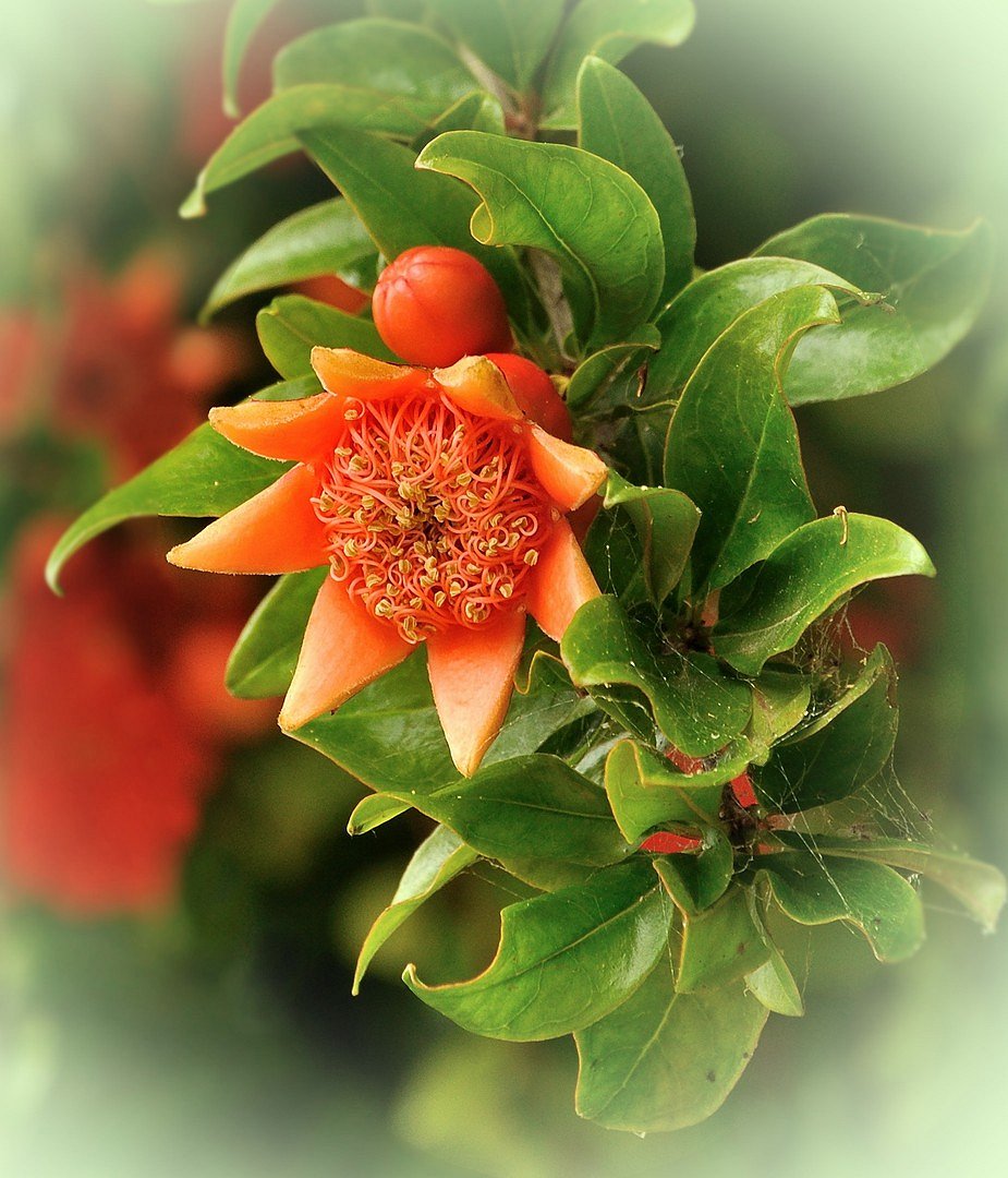Granatapfelblüte