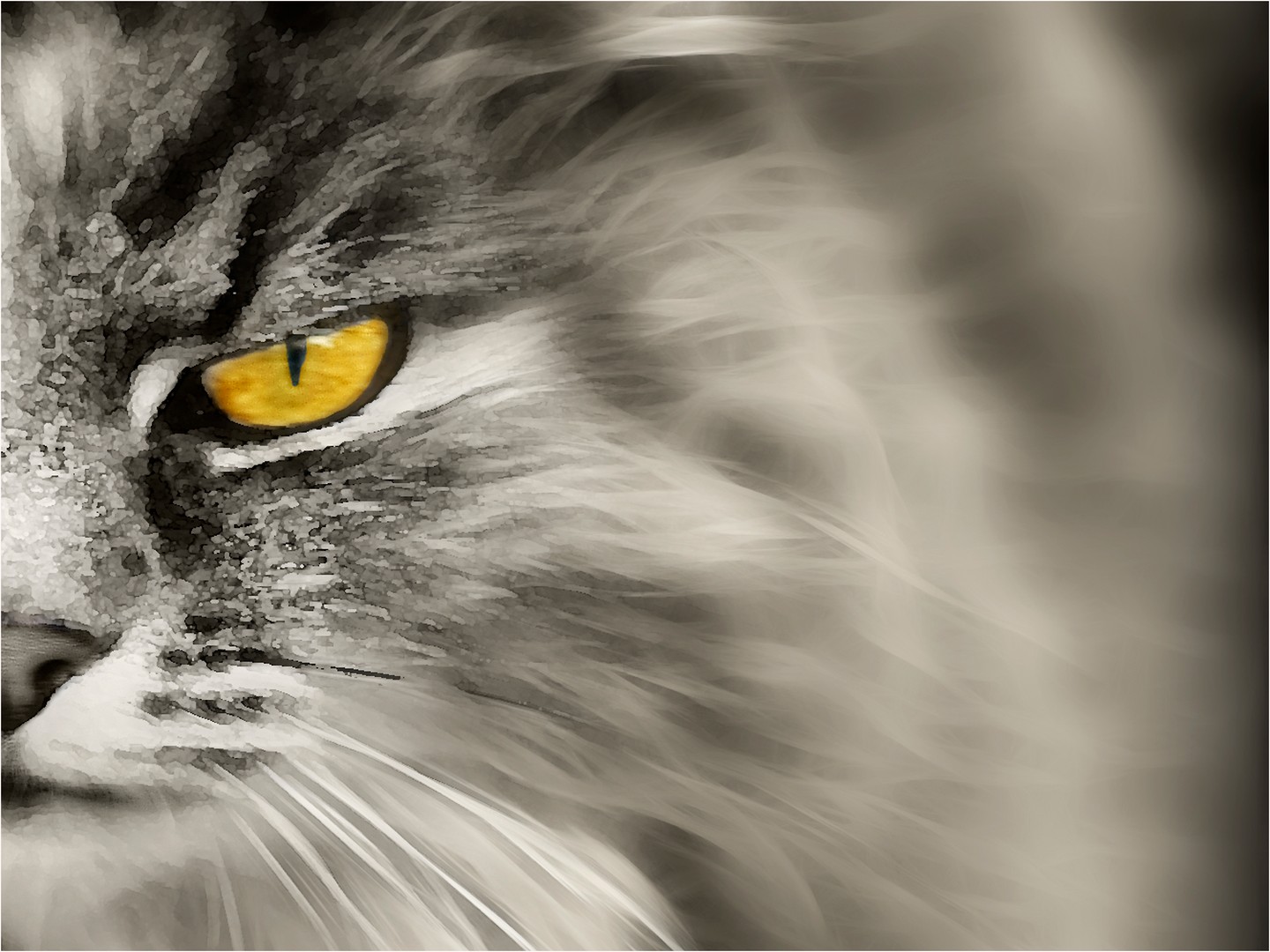 dark cat