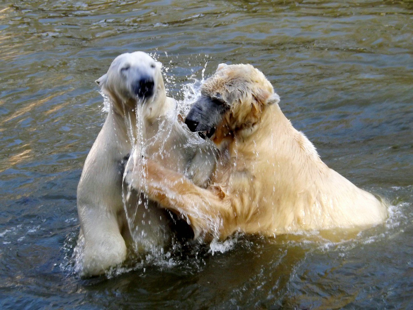 Eisbär - Frühling Kräftemessen