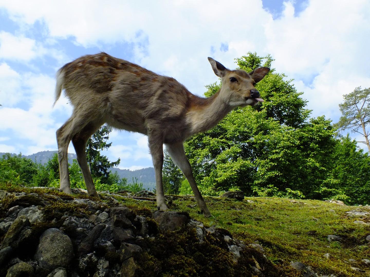 Reh (Tierpark Goldau)
