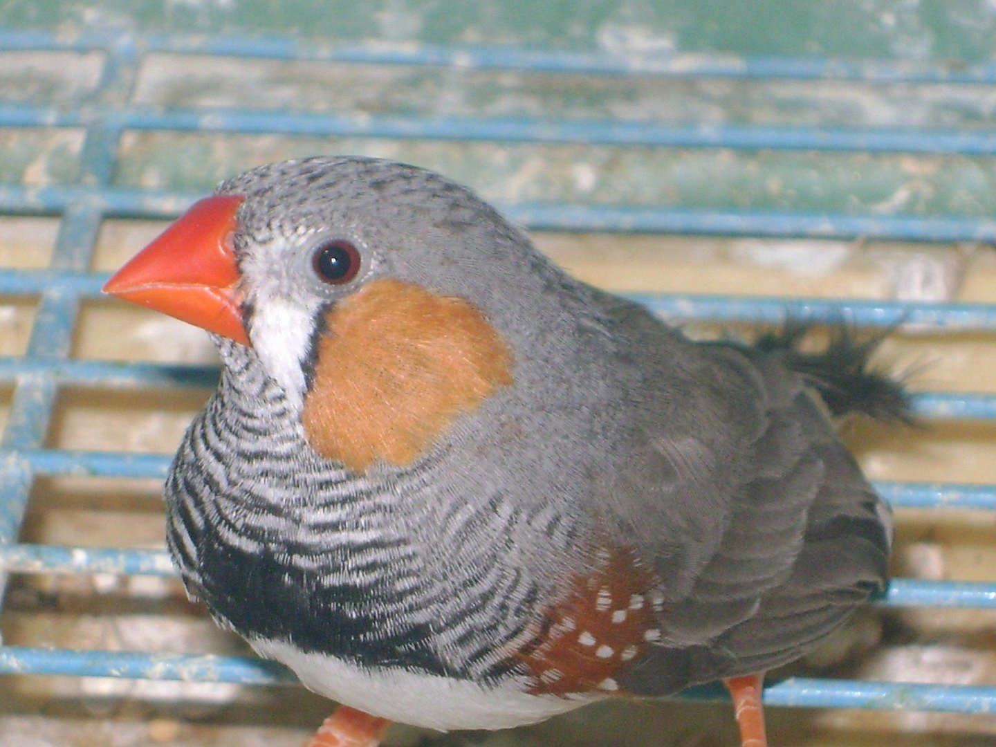 My  Pet