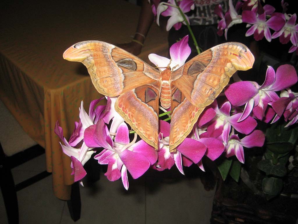 Riesen Schmetterling