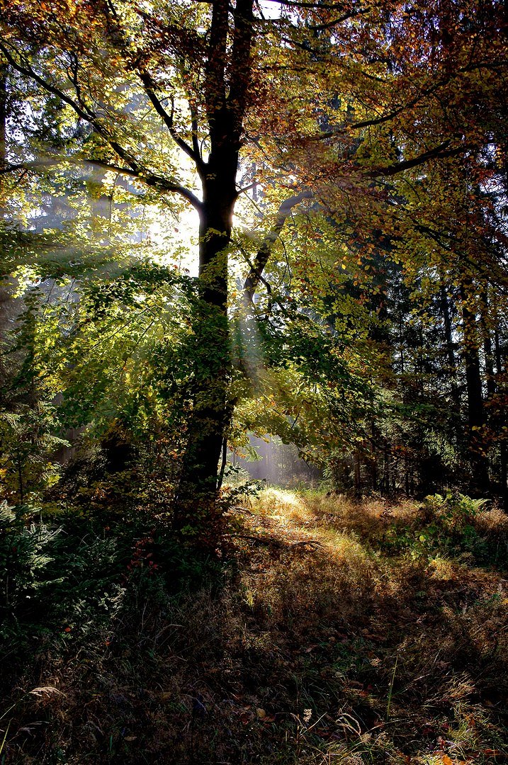 Lichtblick
