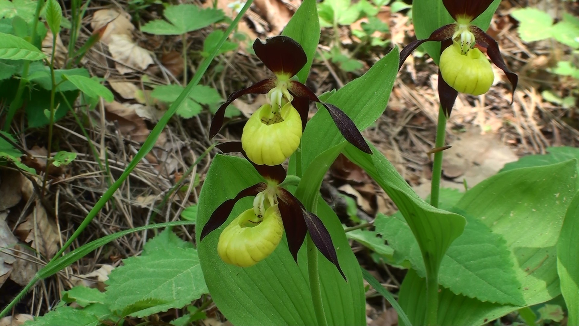 Einheimische Orchideen: Der Frauenschuh (2)