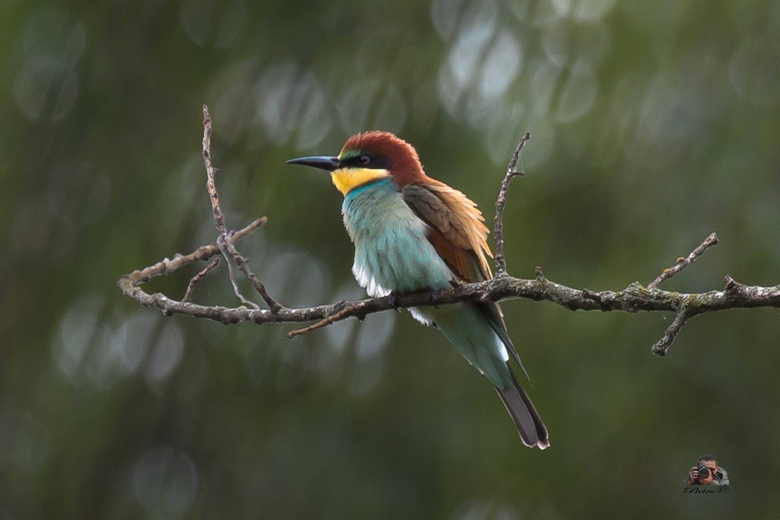 Gruccione ( Merops apiaster)
