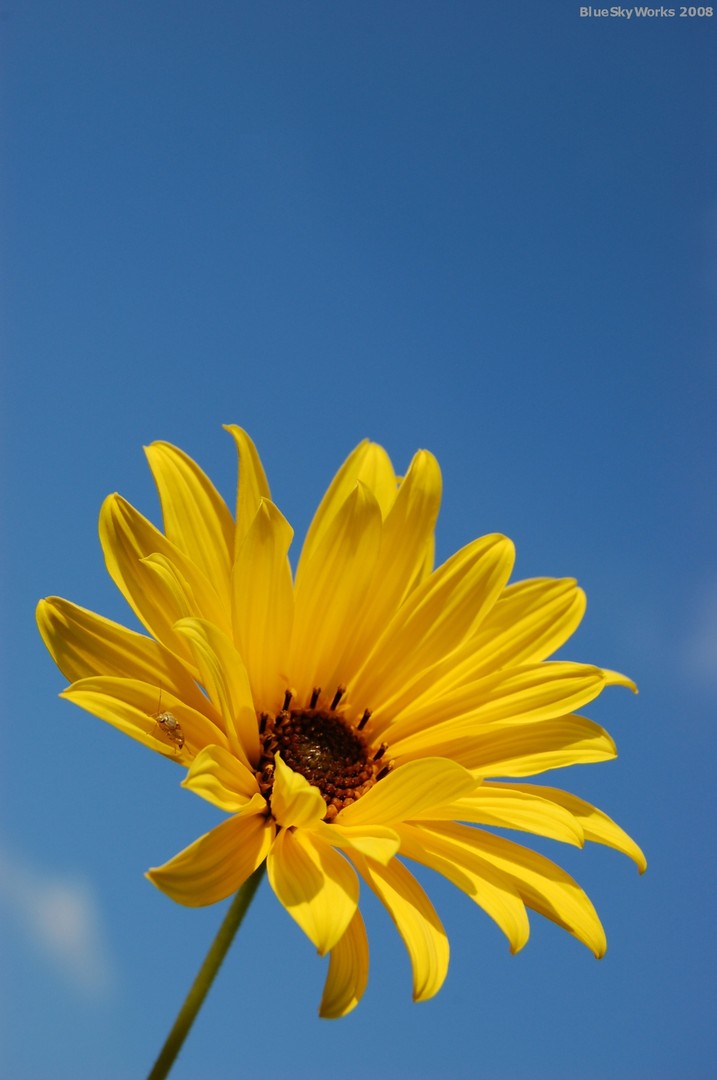 Der Sonne entgegen