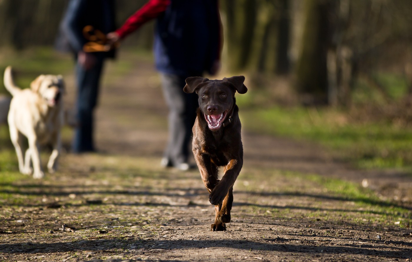 Der will nur spielen.....