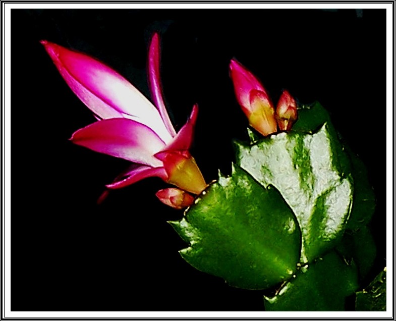 Rosa Weihnachtskaktusblüte