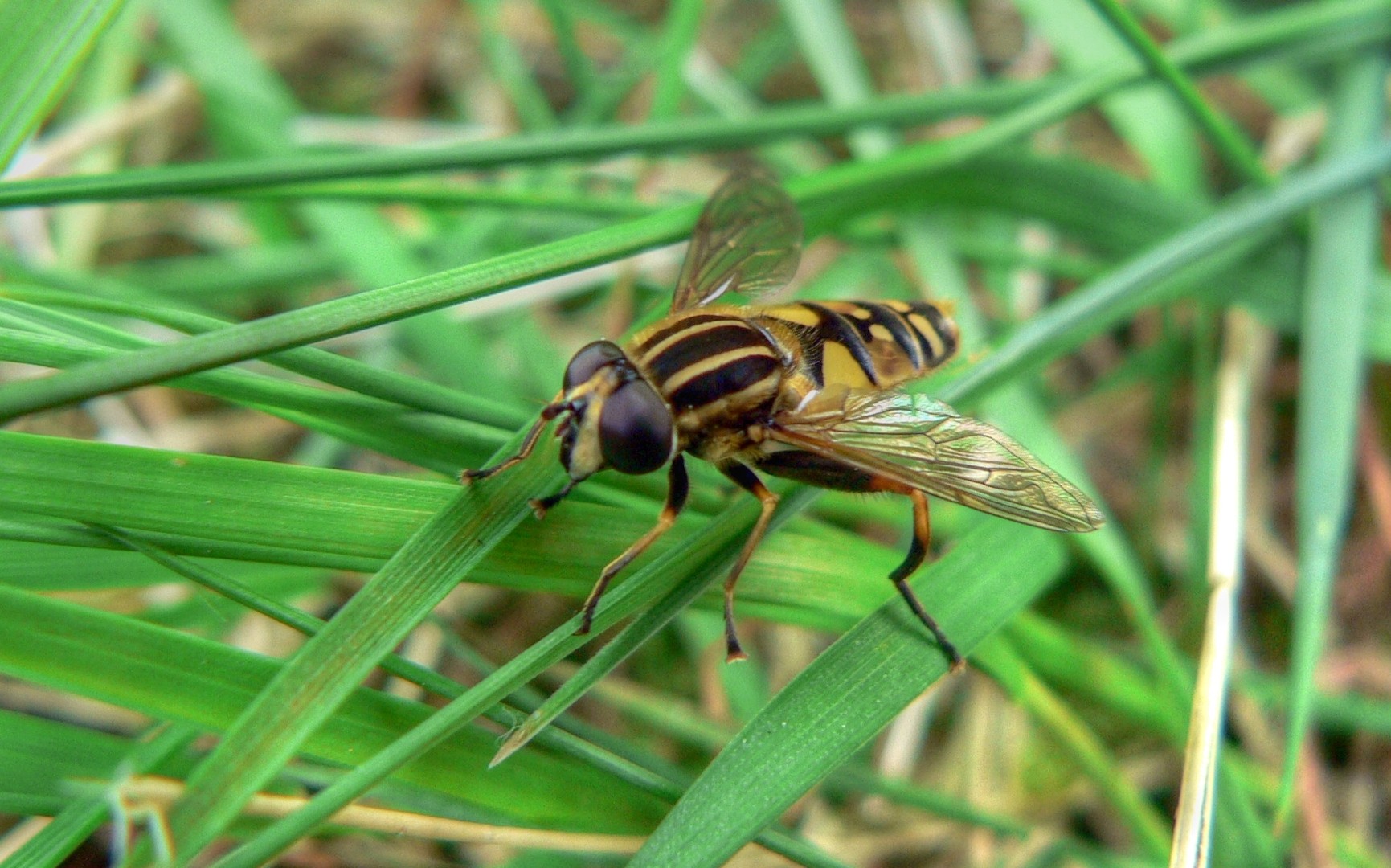 Fliege