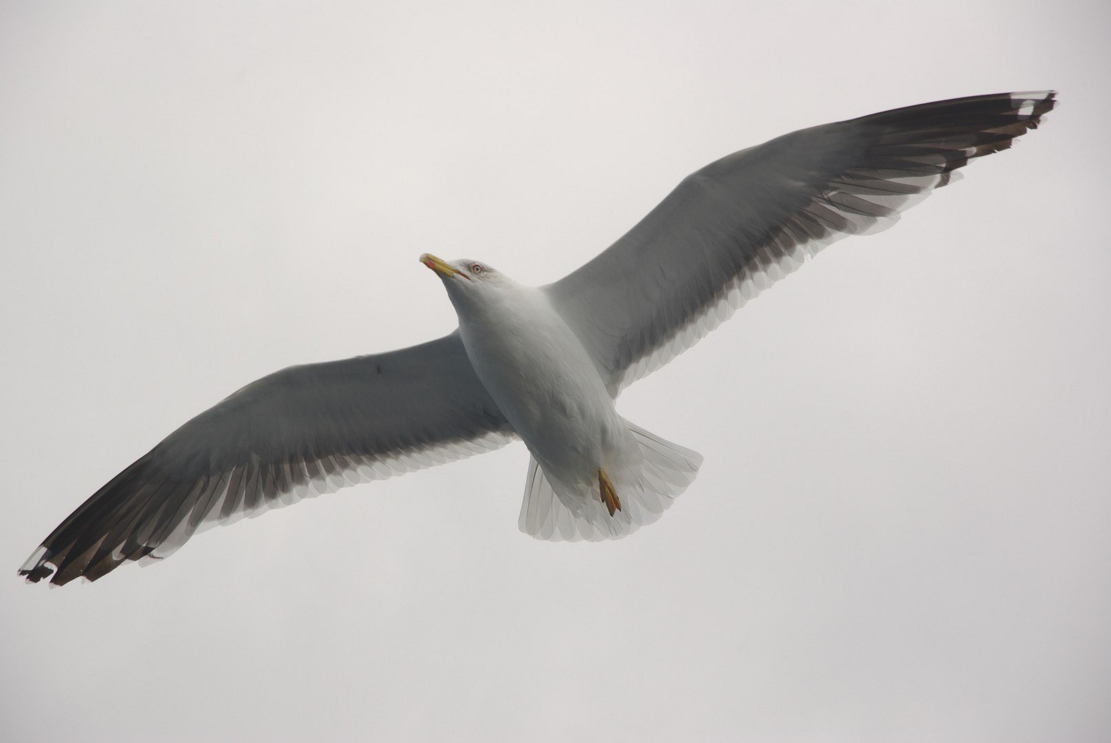 Mövenflug