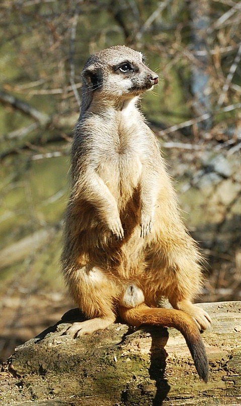 Das Männchen aus der Erde