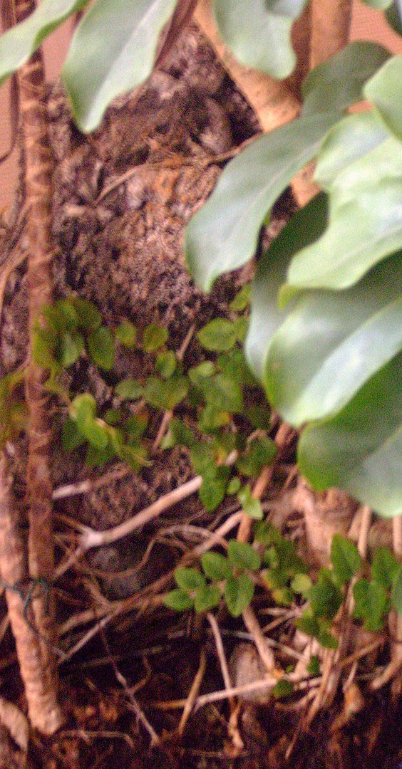 Wildnis oder? wurzelwerk