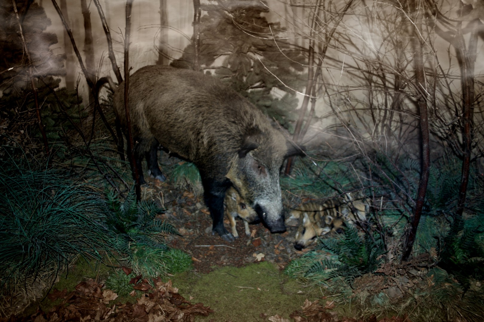 Bache mit Frischlingen