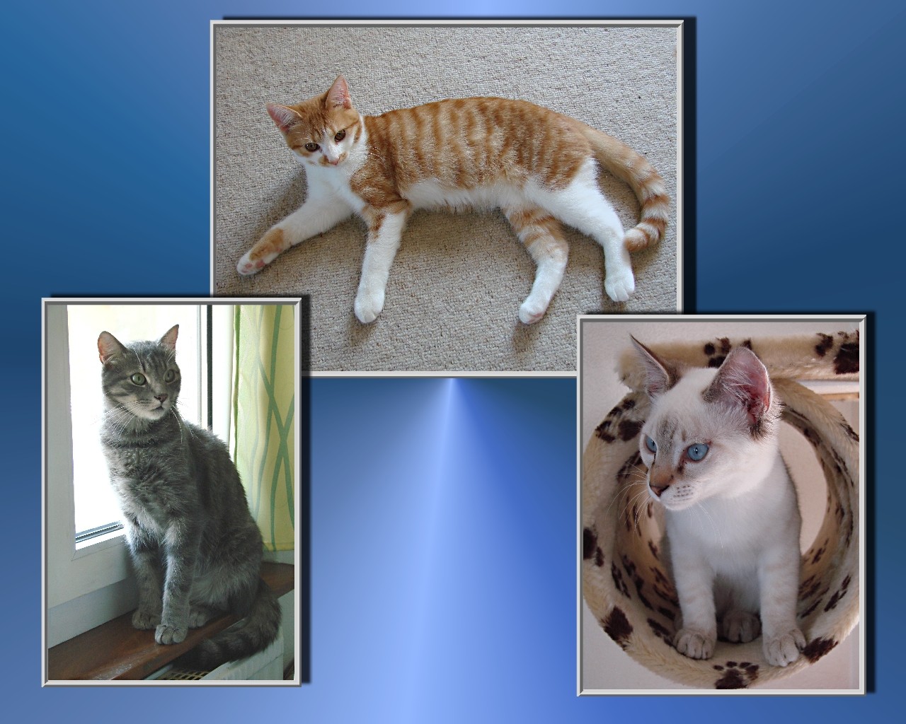 Katzencollage