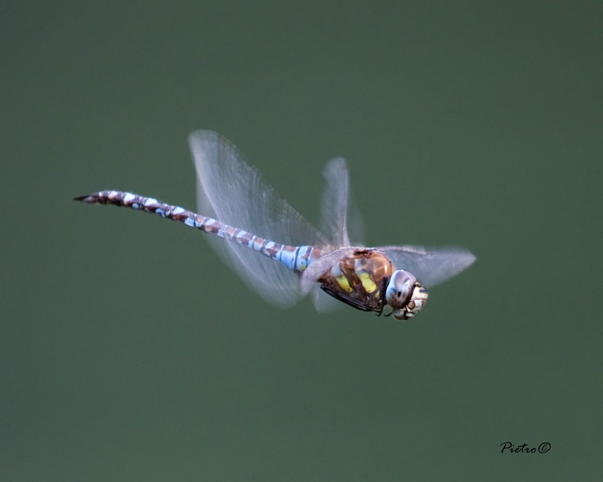 Libellula in volo