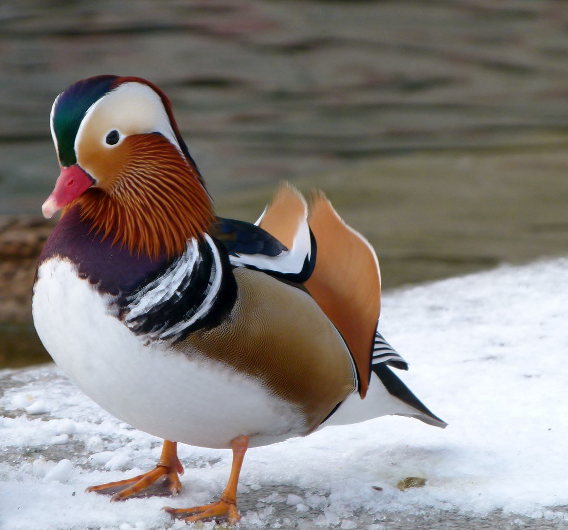 entenmann,ganzer kerl