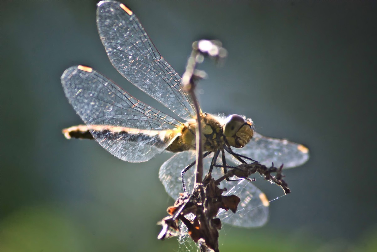 Libelle gegen das Licht