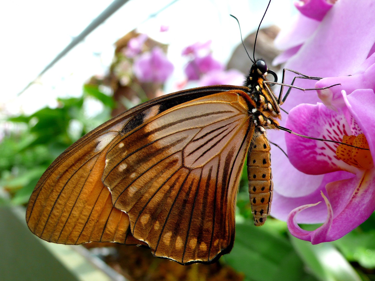 BUTTERFLY 1