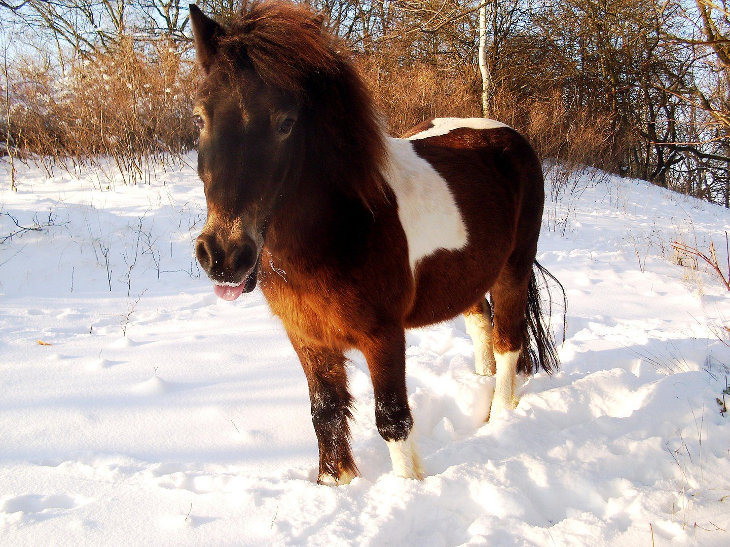 Winterpony