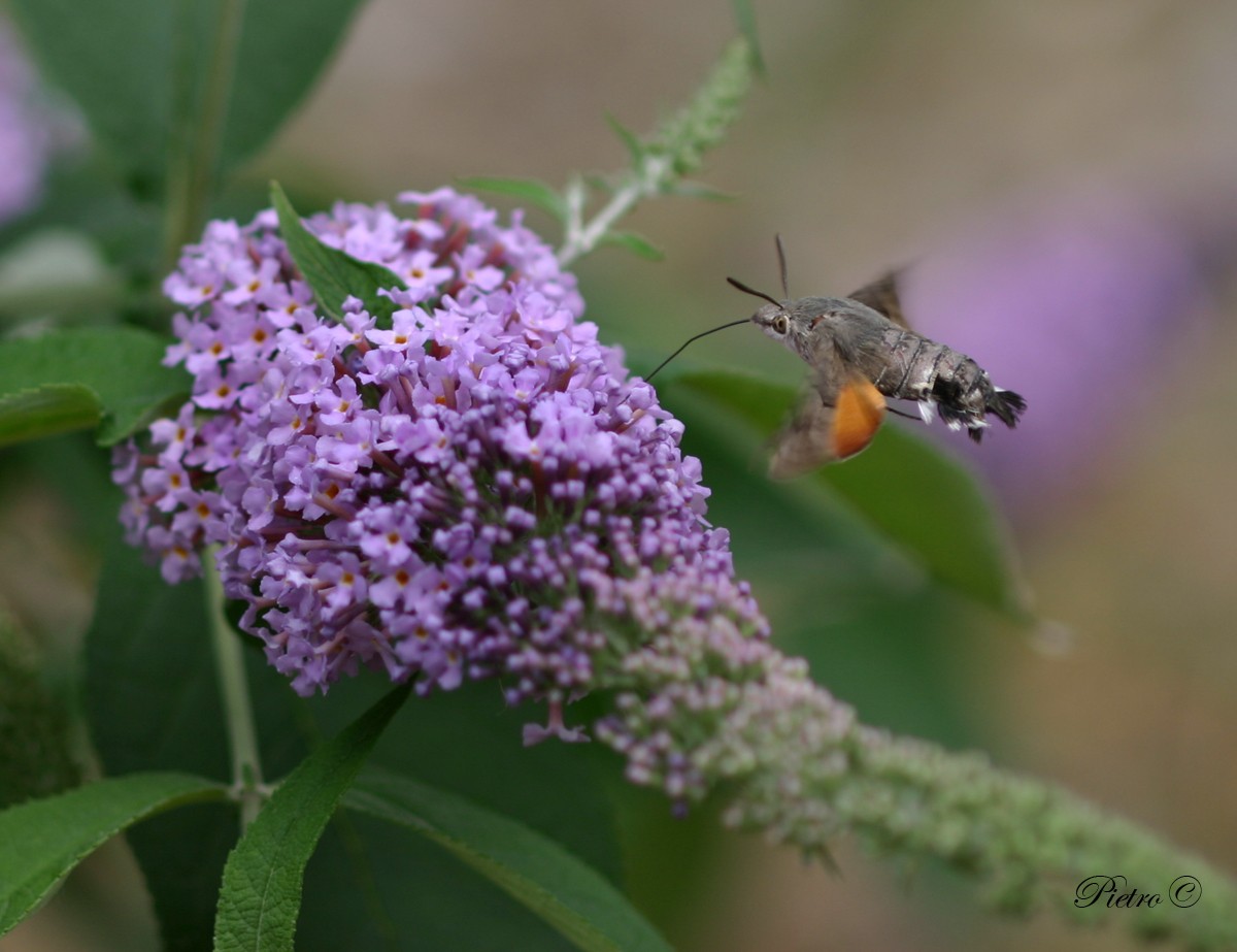 Macroglossa (Macroglossa stellatarum)