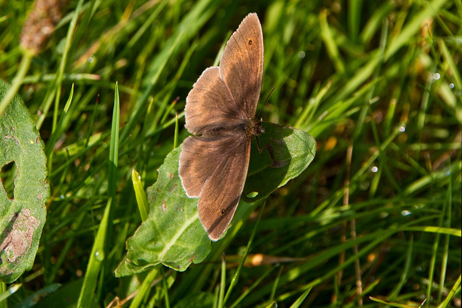 Brauner Waldvogel