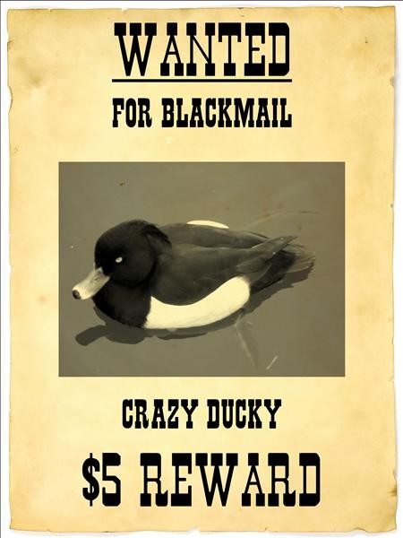 Crazy Ducky Wanted Poster