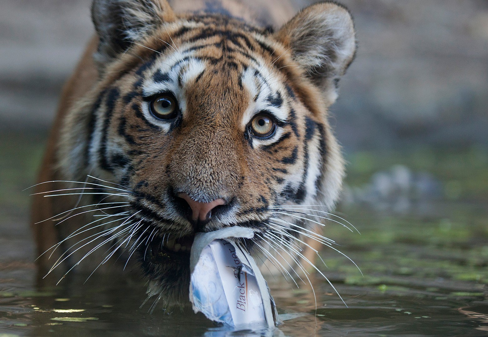 Bitte schön, hier ist deine Morgenzeitung!