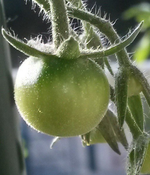 Petite tomate