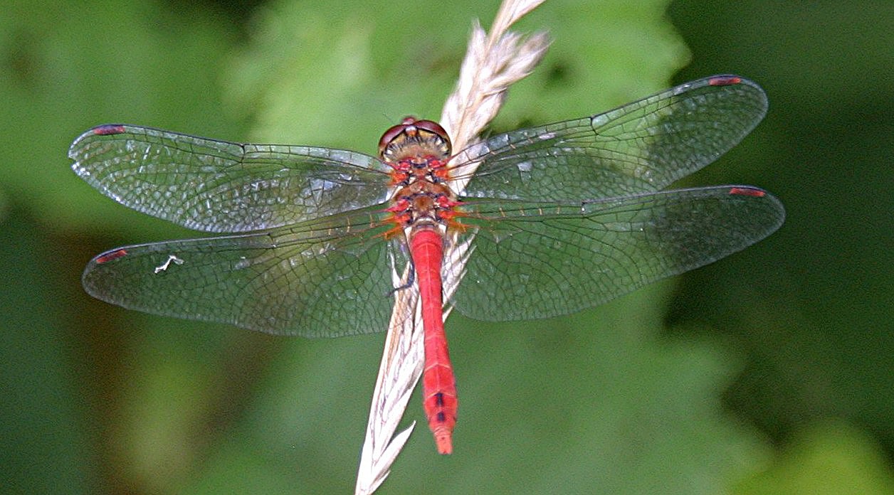 Beutejäger mit zarten Schwingen