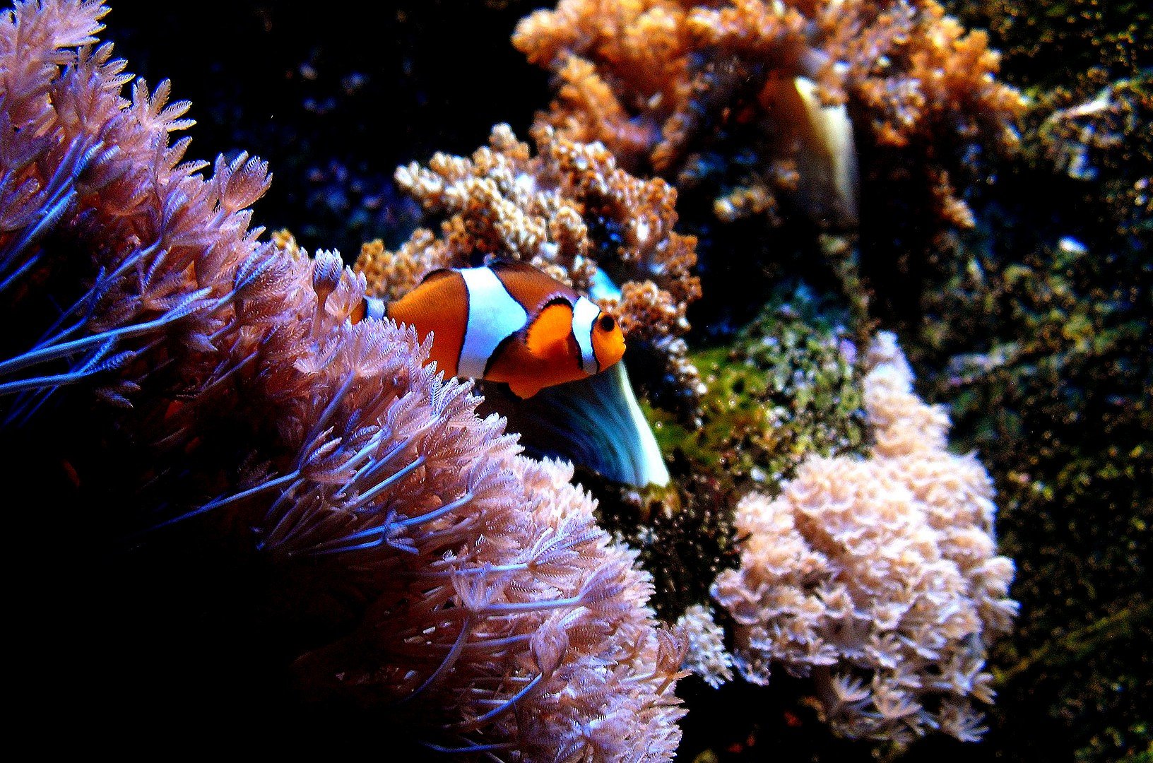 Findet Nemo