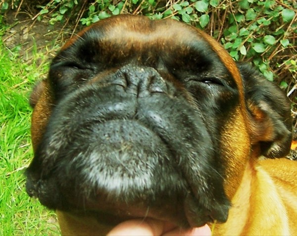 Boxer genießt Streicheleinheiten